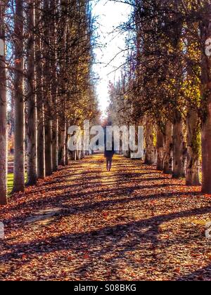 Figura maschile camminando per un viale di alberi Foto Stock