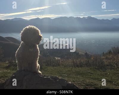 Un piccolo golden doodle cane poggia su una roccia su un sentiero che si affaccia su di una inversione-coperta di Salt Lake City, Utah. Foto Stock