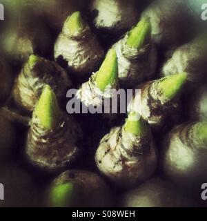 Piantate Bulbi di giacinto Foto Stock
