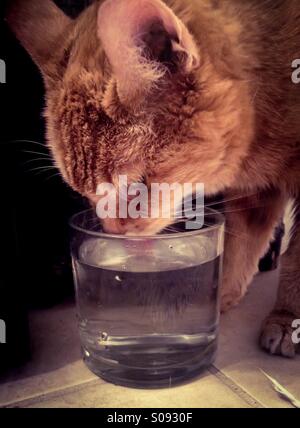 Orange tabby cat acqua potabile dal vetro. Foto Stock