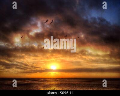 Gabbiani volare attorno al tramonto sulla spiaggia di Southport Foto Stock