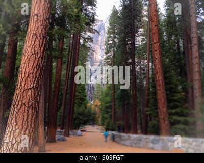 Superiore e inferiore di Yosemite Falls un colabrodo visto attraverso gli alberi sul sentiero durante l'autunno. Il parco nazionale di Yosemite Valley, il Parco Nazionale di Yosemite, Mariposa County, California, Stati Uniti d'America Foto Stock