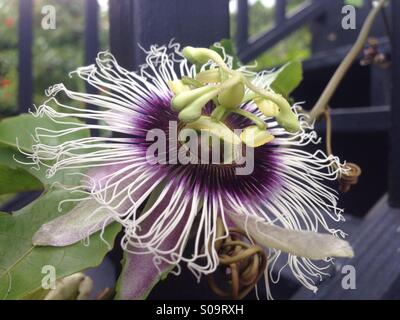 Viola lilikoi (frutto della passione) fiore in fiore sulla viticoltura il mio lanai con ringhiera - Kealakekua, Big Island delle Hawaii, Foto Stock