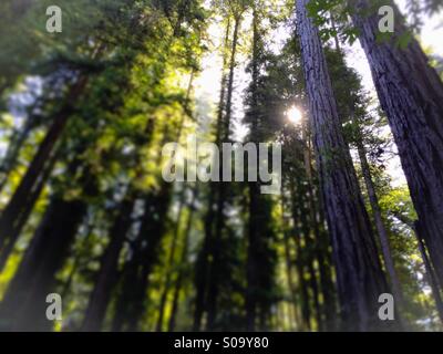 California Redwood tree forest. Santa Cruz County, California, Stati Uniti d'America Foto Stock