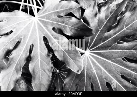 Architettura tropicali foglie di Fatsia japonica. Foto Stock