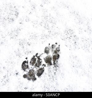 Zampa del cane Impronte sulla neve coperte suolo Foto Stock