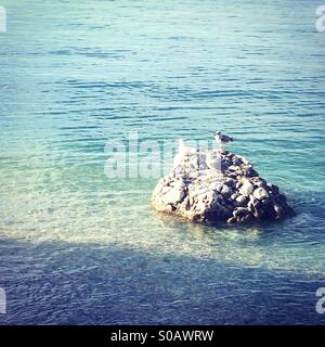 Due gabbiani sulla roccia in mare Foto Stock