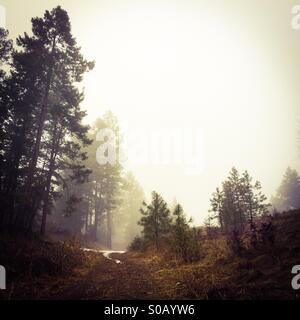 Percorso in corrispondenza del bordo della foresta che conduce nella nebbia. Foto Stock