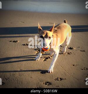 Cane vuole giocare fetch sulla spiaggia Foto Stock