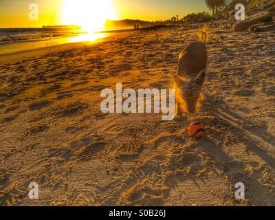 Il cinese Crested cane vuole giocare fetch sulla spiaggia al tramonto Foto Stock