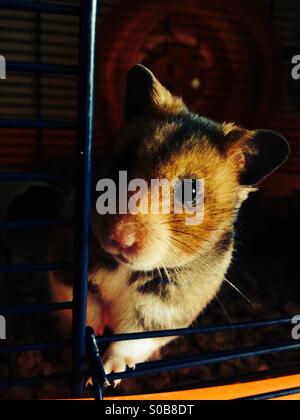 Siro criceto dorato guardando fuori della porta aperta di una gabbia di criceto Foto Stock