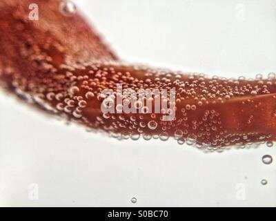 Peperoncino in acqua Foto Stock