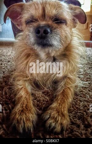 Border Terrier mix sonnecchia il pomeriggio lontano. Foto Stock