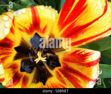 Rosso e giallo tulip con centro nero Foto Stock