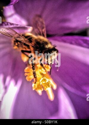 Bee impollinatori un crocus Foto Stock