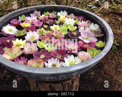 Veratro colorati fiori galleggianti in acqua in un vaso decorativo in giardino Foto Stock