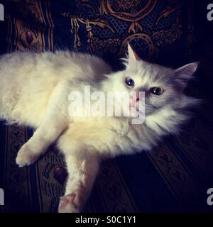 Angora gatto bianco recante sul lettino - dispari eyed White cat Foto Stock