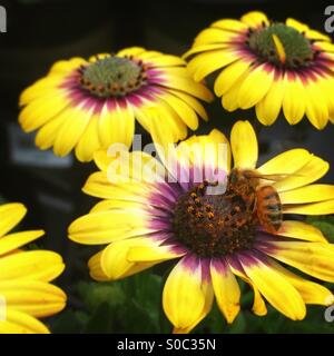Bee pollenates fiore Foto Stock