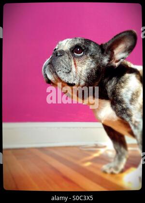 Un vecchio bulldog francese, cercando innocente. Foto Stock