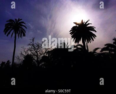 Palme stagliano contro la sera tardi sun. Foto Stock