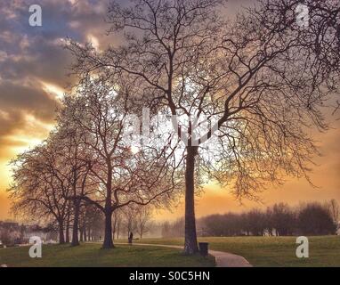 Percorso orlate da alberi al tramonto Foto Stock