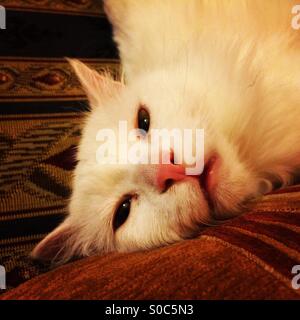 Bianco Angora odd eyed cat guardando a voi Foto Stock