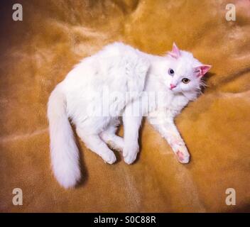 Bianco Angora odd eyed cat seduto su una coperta Foto Stock