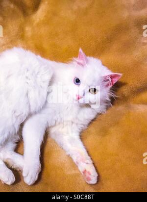 Angora odd eyed White cat Foto Stock