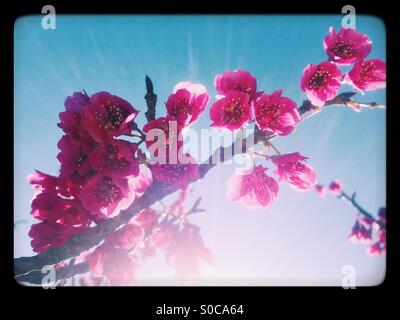 Piuttosto, deep pink sakura o fiori di ciliegio chiamato Kanhizakura (Cerasus cerasoides) o Taiwan ciliegia, con cielo blu in background, raggi di sole e nero telaio arrotondato. Foto Stock