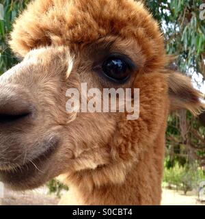 Alpaca in arrivo per un sniff Foto Stock