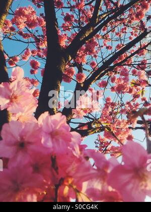 Di un bel colore rosa sakura o fiori di ciliegio, bagnata con arancione tramonto glow. Foto Stock