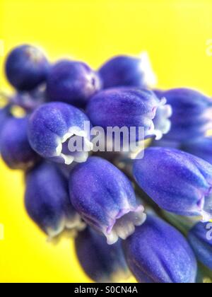 Close up foto macro di un uva blu fiore di giacinto, noto anche come Muscari Armeniacum contro uno sfondo giallo. Foto Stock