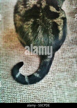 Coda di gatto arricciata Foto stock - Alamy