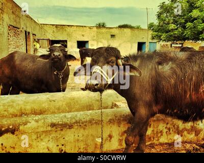 Buffaloes in una fattoria Kharian Punjab Pakistan Foto Stock