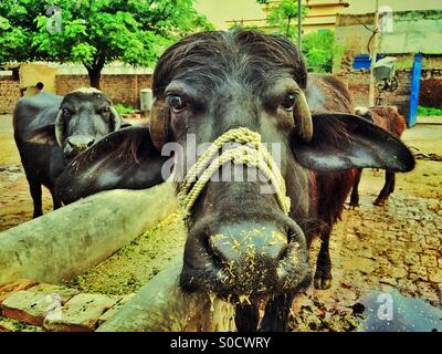 Buffaloes in una fattoria Kharian Pakistan Asia Foto Stock