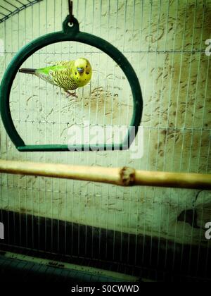 Giallo e verde lovebird all'interno di una gabbia Foto Stock