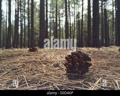 Un pino uno si trova sul suolo della foresta nel nord dell'Arizona. Foto Stock