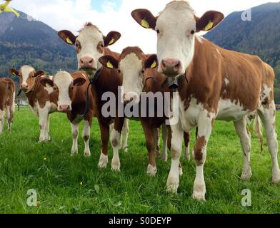 L'estate sta arrivando, le mucche svizzere con le campane in verde prato Pascolo terreno fuori in Swiss Oberland Bernese zona di montagna Foto Stock