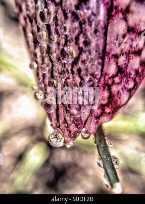 Gocce d'acqua sulla testa di serpenti fritillary Foto Stock