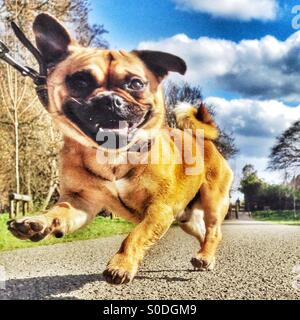 Brocca pup sorridente in telecamera Foto Stock