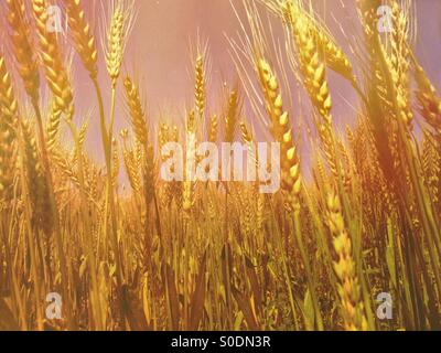 Campo di grano Jhelum Pakistan Foto Stock