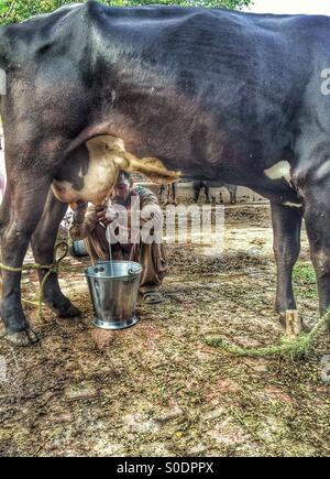 Coltivatore che munge buffalo nel villaggio di Kharian Pakistan Foto Stock