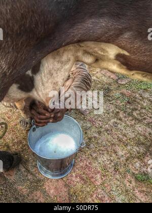 Man mungitura buffalo Kharian village Pakistan Foto Stock