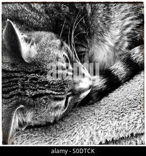 Bianco e nero ritratto cat . Foto Stock