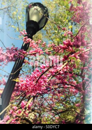 Lampione e fioritura ciliegio in Central Park di New York Foto Stock