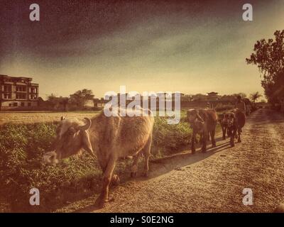 Shepard a piedi il suo bollitore villaggio Kharian Pakistan Foto Stock