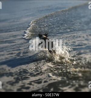 English Springer Spaniel cucciolo exuberantly in esecuzione dopo uccelli attraverso lo shore break Foto Stock