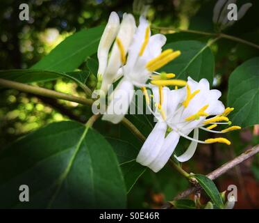 Bianco Caprifoglio giapponese blossoms. Foto Stock