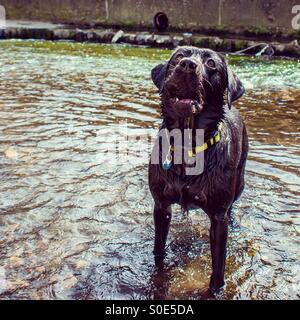 Il Labrador nero si erge nel fiume Foto Stock