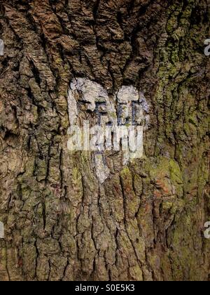 Sigle e cuore scolpito su un vecchio di 400 anni tronco di quercia Foto Stock